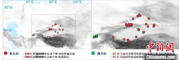 图为该项目所获取天山东西部古人群的线粒体与核基因组分布图。　华体会体育（中国）hth·官方网站 供图