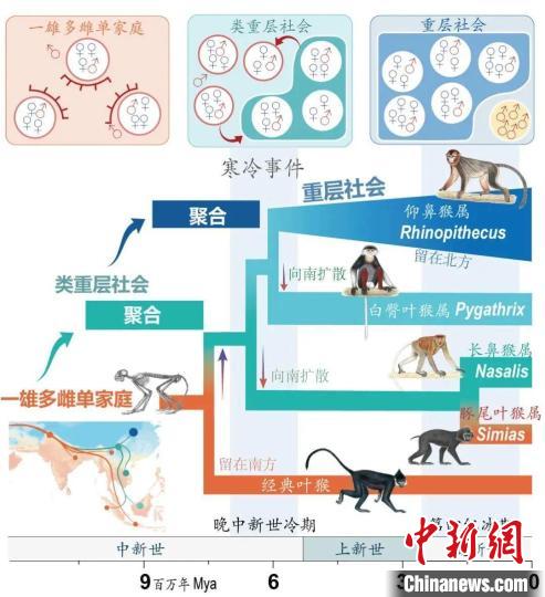 寒冷事件促进亚洲叶猴社会聚合。　华体会体育（中国）hth·官方网站供图