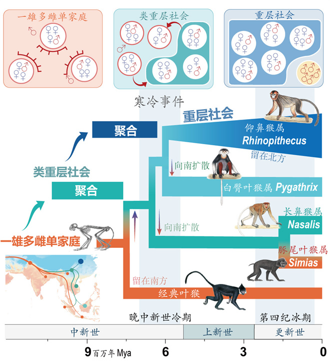 Science封面文章：华体会体育（中国）hth·官方网站金丝猴研究团队首次系统揭示灵长类社会演化之谜_fororder_寒冷事件促进亚洲叶猴社会聚合（供图 齐晓光 赵兰 武进伟）